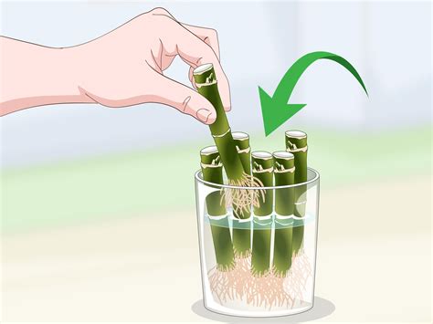 how to propagate bamboo stalks.